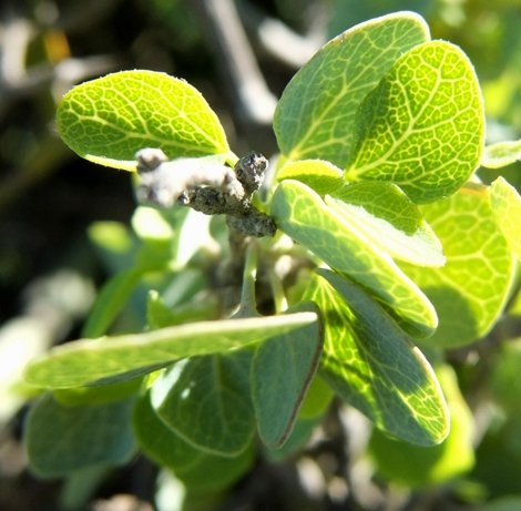 Cissampelos capensis called dawidjieswortel