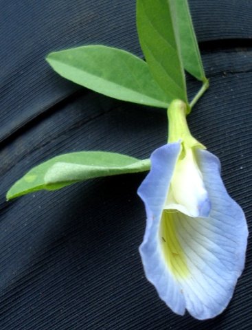Clitoria ternatea, the butterfly pea