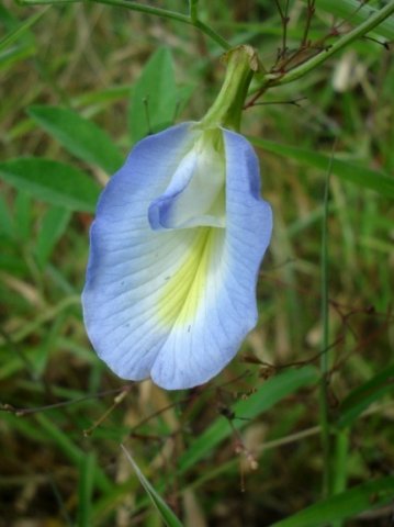 Clitoria ternatea, an upside down pea?