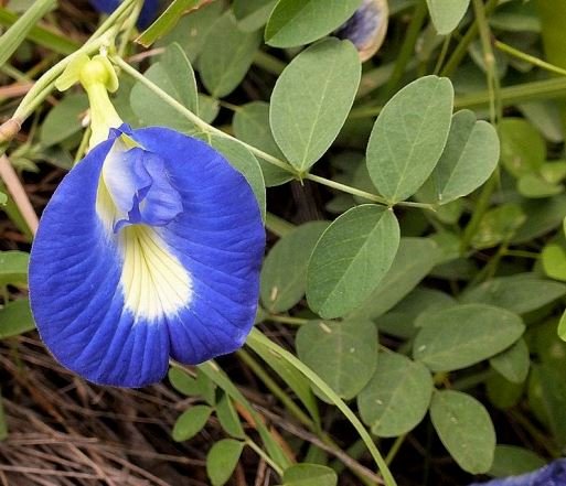 Clitoria ternatea flower