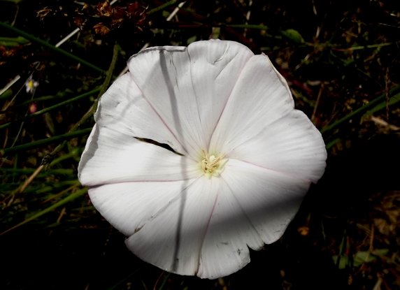 Convolvulus capensis