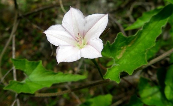 Convolvulus farinosus