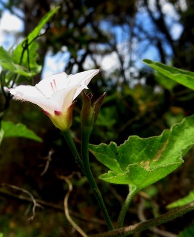 Convolvulus farinosus calyx