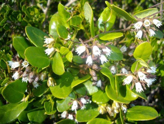 Cynanchum africanum