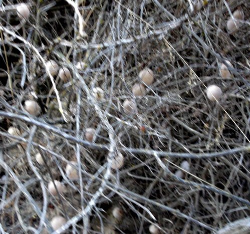 Cysticapnos vesicaria subsp. vesicaria