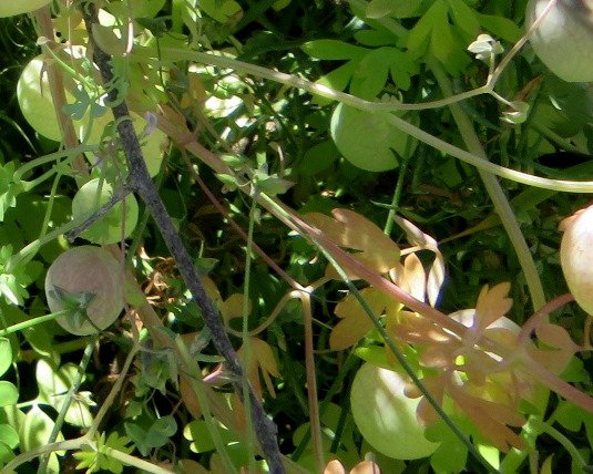 Cysticapnos vesicaria subsp. vesicaria leaf variations