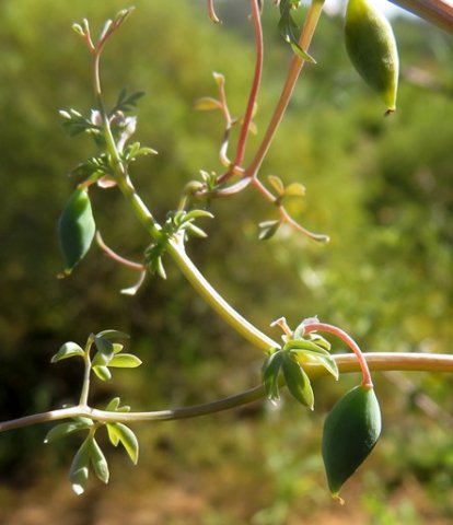 Cysticapnos vesicaria fruit beginnings
