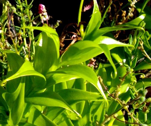 Gloriosa superba leaves