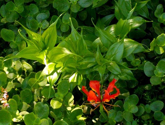 Gloriosa superba curled leaf-tips