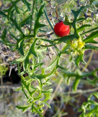 Kedrostis africana