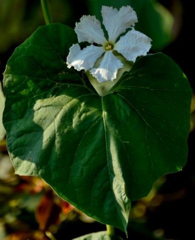 Lagenaria siceraria