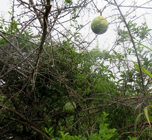 Lagenaria sphaerica