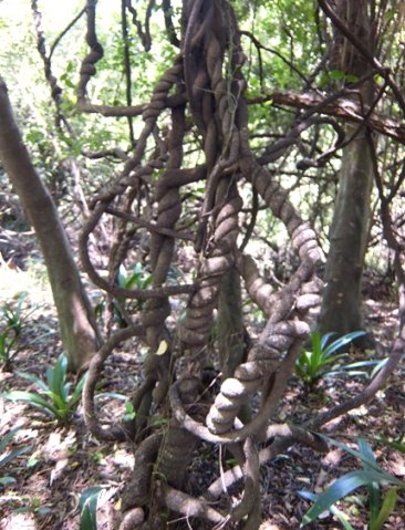 Secamone alpini stems