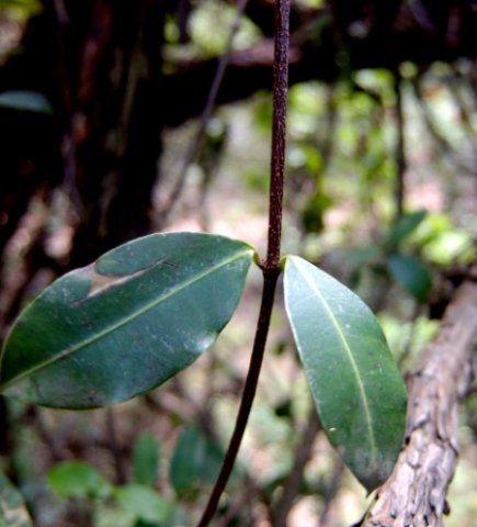 Secamone alpini leaf pair
