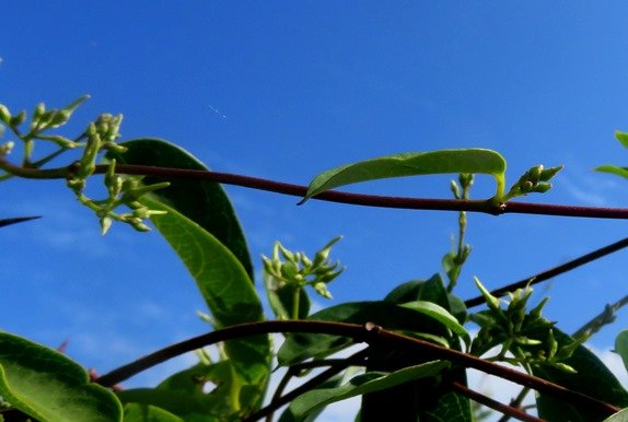 Secamone alpini buds