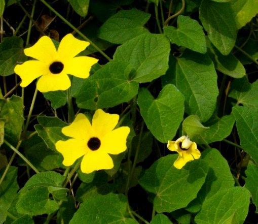 Thunbergia alata leaves
