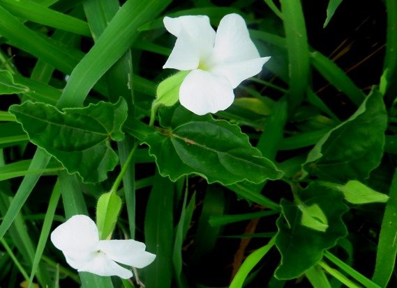 Thunbergia neglecta