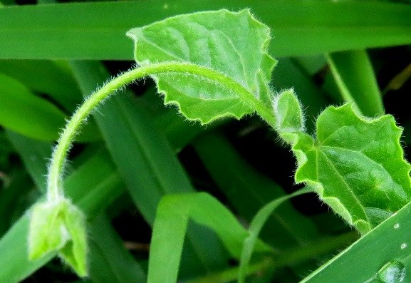 Thunbergia neglecta stem-tip