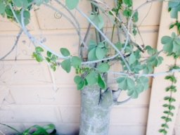 Adenia fruticosa subsp. fruticosa