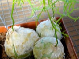 Bowiea volubilis subsp. volubilis bulbs