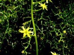 Bowiea volubilis subsp. volubilis flowers