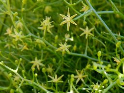 Bowiea volubilis subsp. volubilis flowers