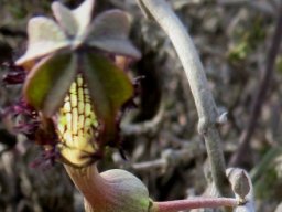 Ceropegia fimbriata subsp. geniculata flower base