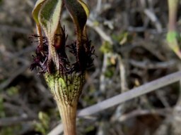 Ceropegia fimbriata subsp. geniculata flower