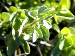 Cissampelos capensis leaves