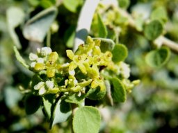 Cissampelos capensis male flowers