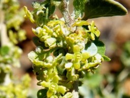 Cissampelos capensis flowers
