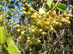 Cissus rotundifolia 