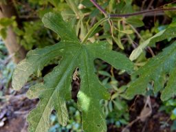 Citrullus lanatus leaf