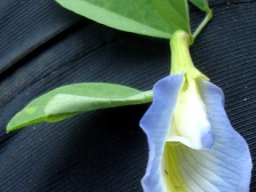 Clitoria ternatea, the butterfly pea