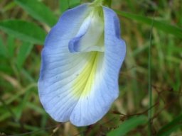 Clitoria ternatea, an upside down pea?
