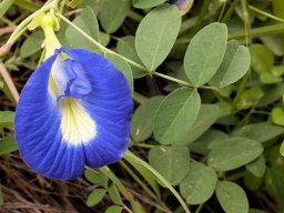 Clitoria ternatea flower