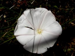 Convolvulus capensis