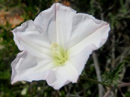 Convolvulus capensis flower