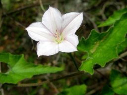 Convolvulus farinosus