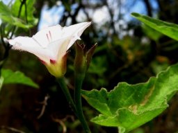 Convolvulus farinosus calyx