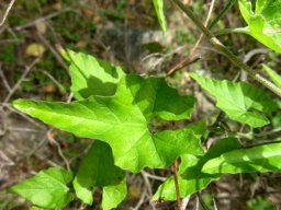Convolvulus farinosus leaf