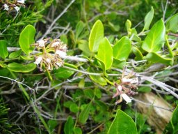 Cynanchum africanum
