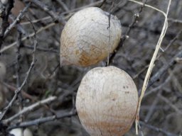Cysticapnos vesicaria subsp. vesicaria old fruit
