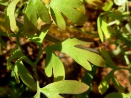 Cysticapnos vesicaria leaves