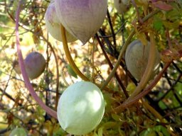 Cysticapnos vesicaria multicoloured fruit