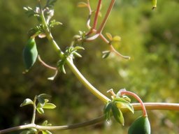 Cysticapnos vesicaria fruit beginnings