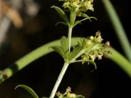 Galium tomentosum flowering stem-tip