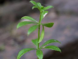 Galium tomentosum leafy stem-tip