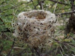 Galium tomentosum stems serving as a Cape batis nest