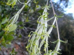 Galium tomentosum leaves and flowers